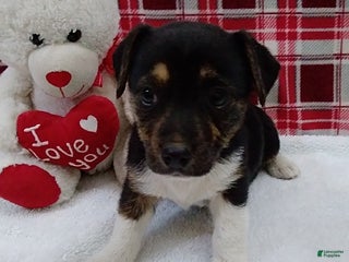 Mixed Breed dogs Tina - Ad 32