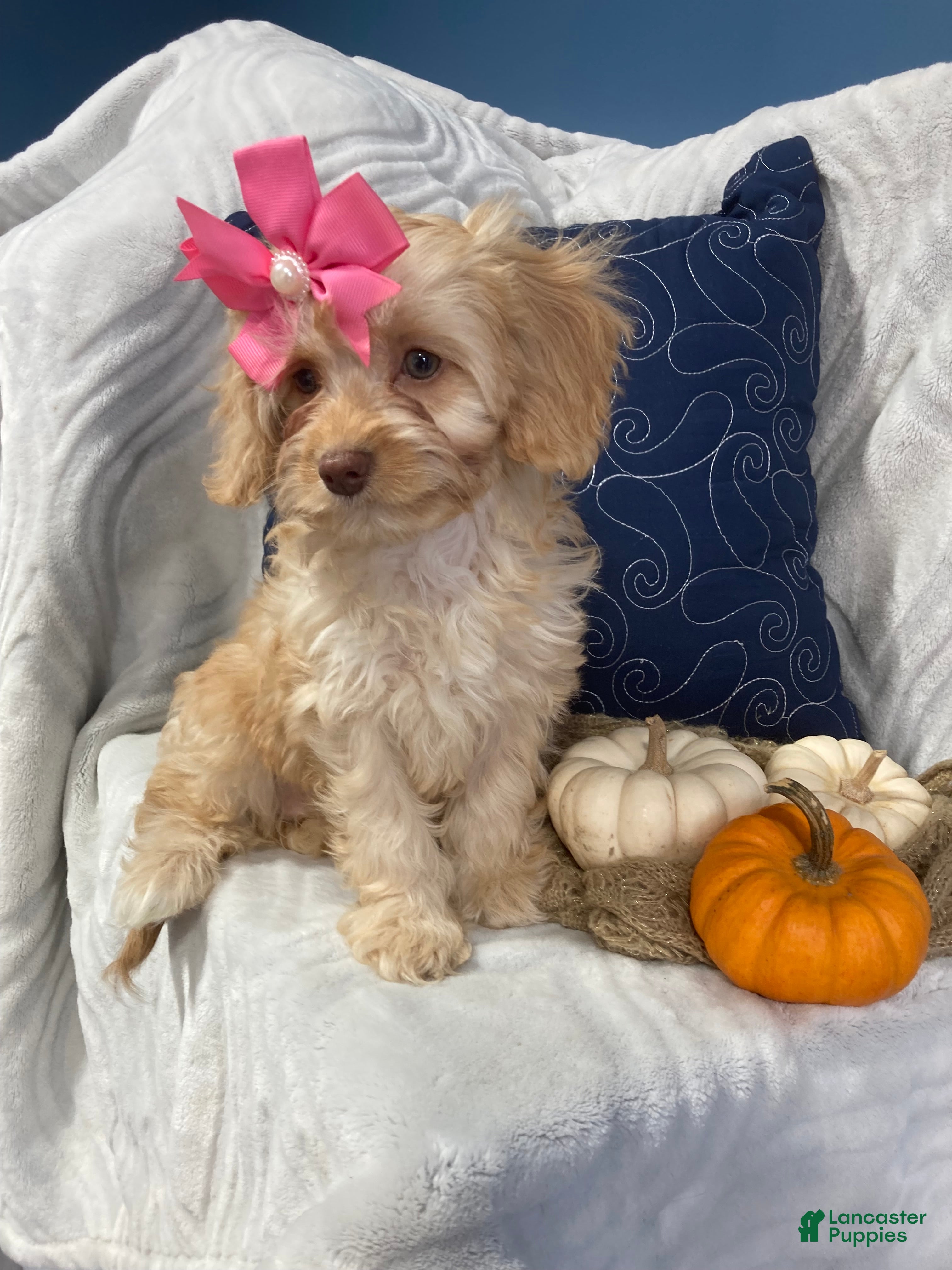 Cavapoo dogs Apphia - Ad 2