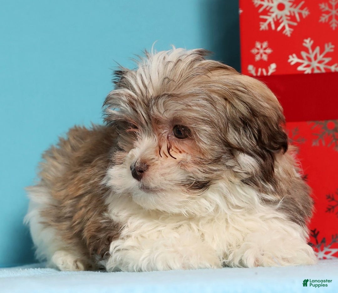 Havanese dogs for sale: Drew - Ad 7