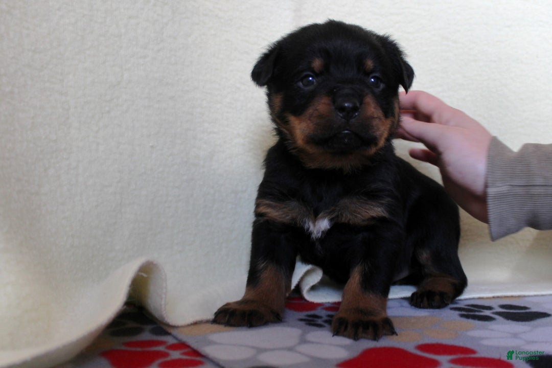Rottweiler dogs for sale: Hope  - Ad 4