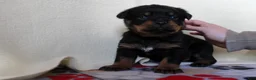 Rottweiler dogs for sale: Hailey - Ad 9