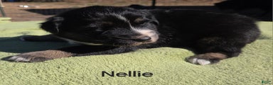 Nellie