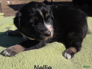 Australian Shepherd dogs Nellie - Ad 10