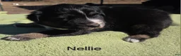 Australian Shepherd dogs for sale: Nellie - Ad 1