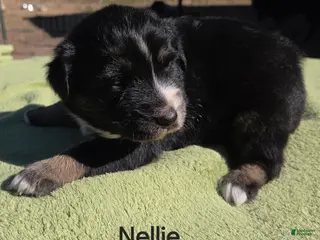 Australian Shepherd dogs Nellie - Ad 13