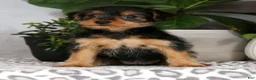 Yorkiepoo dogs for sale: Victoria - Ad 4