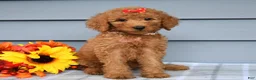 Goldendoodle dogs for sale: Oaklyn - Ad 7