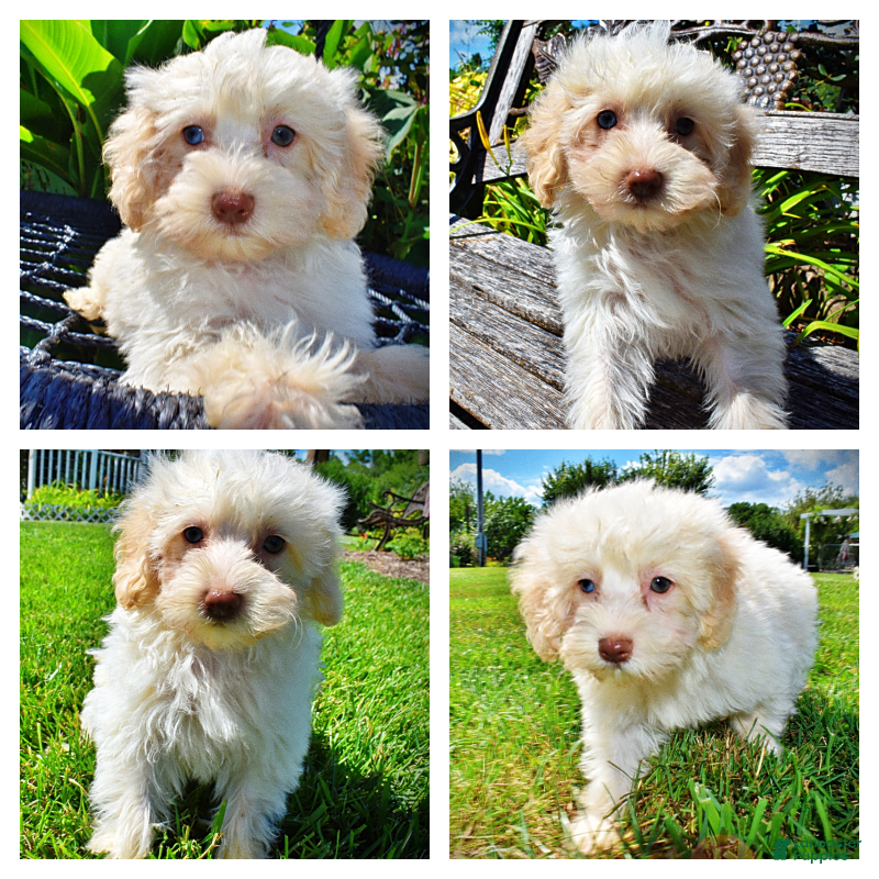 Havapoo dogs Gabby - Ad 1