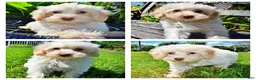 Havapoo dogs for sale: Gabby - Ad 1