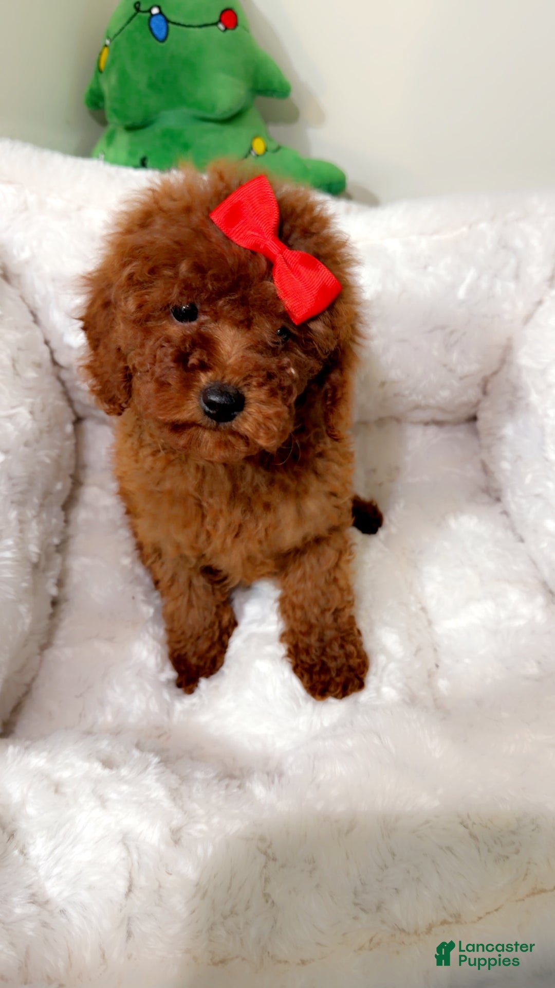 Toy Poodle dogs for sale: Tiny cakes  - Ad 4