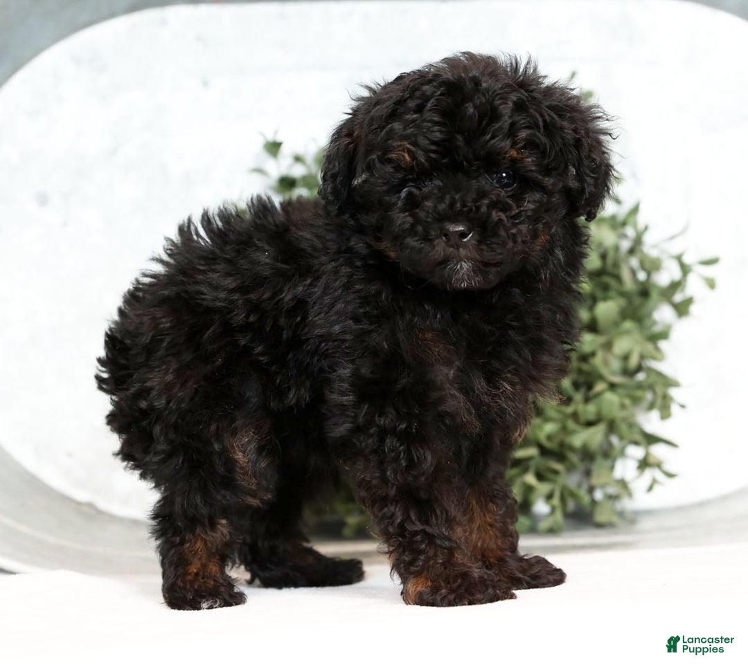 Toy Poodle dogs for sale: Lilly Toy - Ad 7