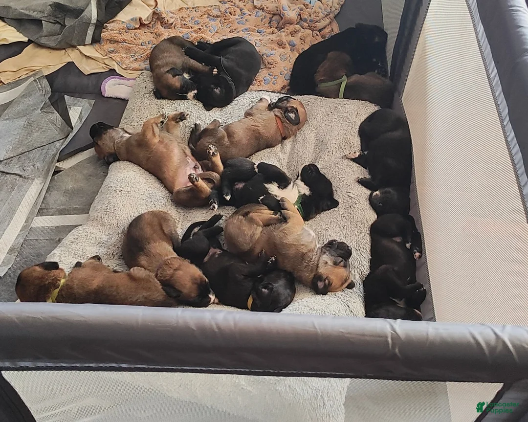 Gallery Image {{count}}