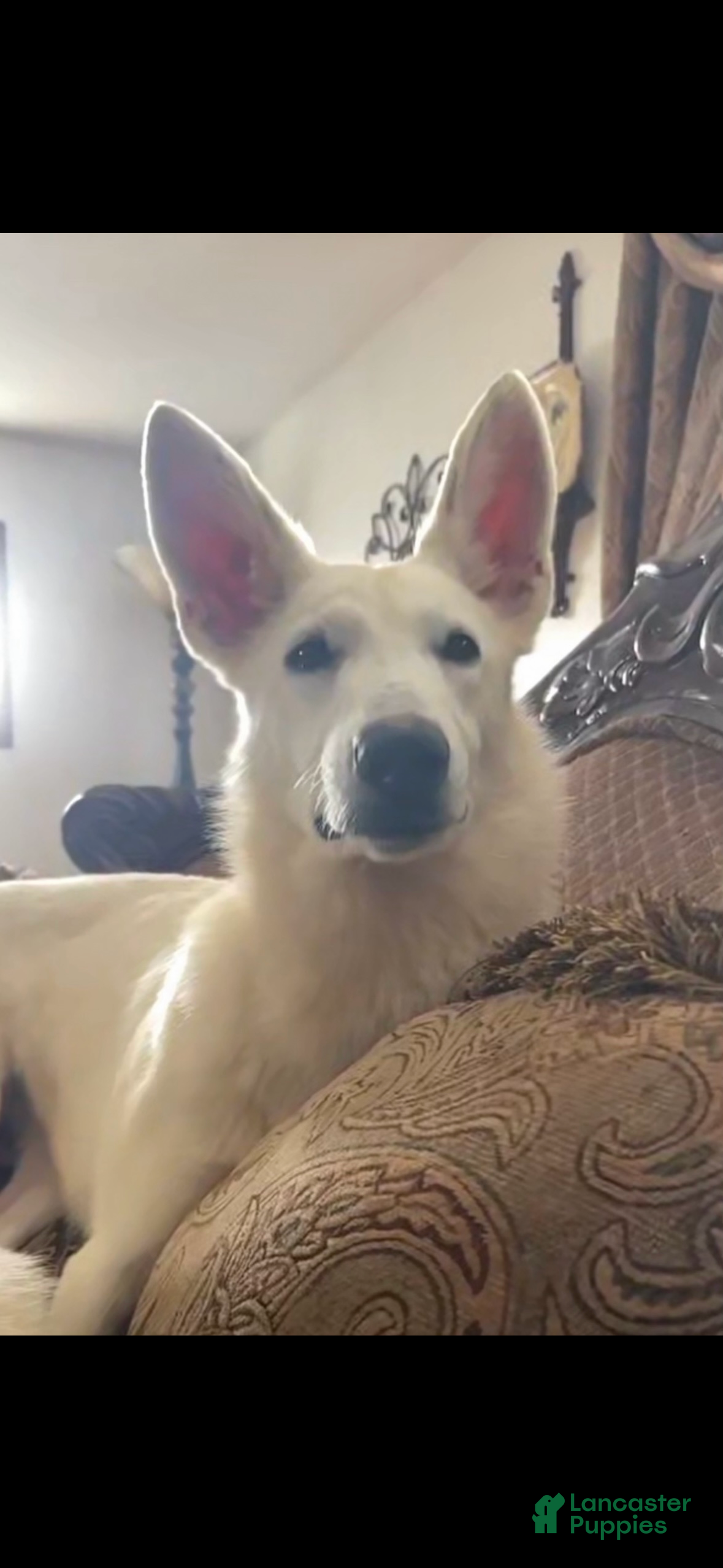 German Shepherd dogs German Shepherd Puppy 3 - Ad 2