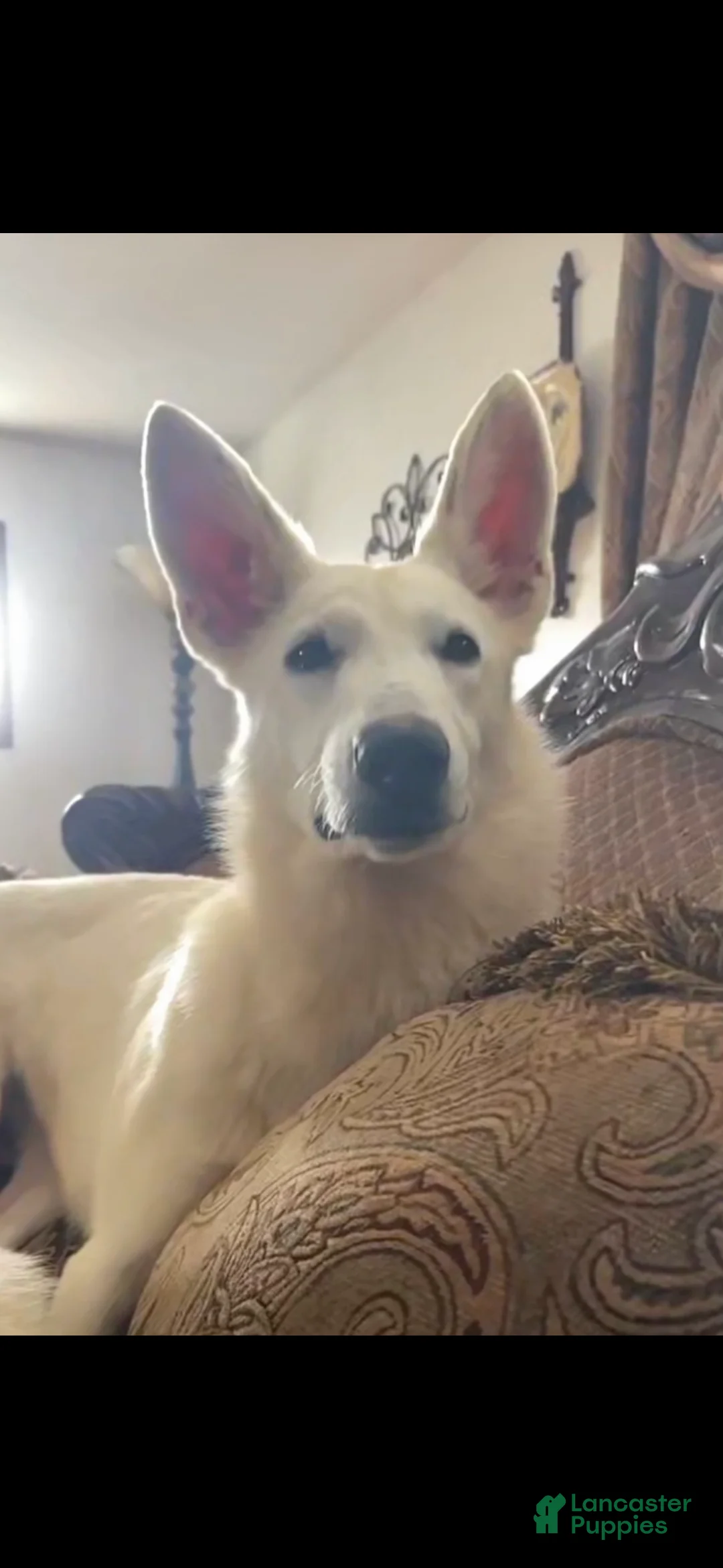 German Shepherd dogs for sale: German Shepherd Puppy 2 - Ad 2