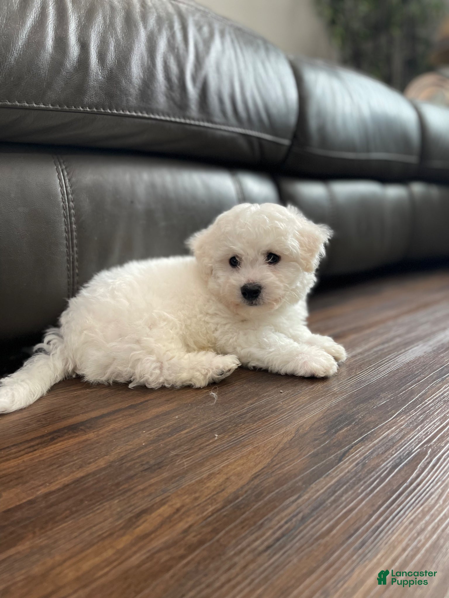Bichon Frise dogs Bichon Frise Puppy 2 - Ad 1