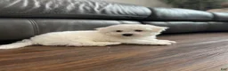 Bichon Frise dogs for sale: Bichon Frise Puppy 2 - Ad 1