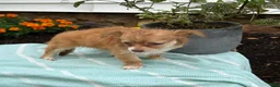 Chihuahua dogs for sale: Tillie - Ad 16