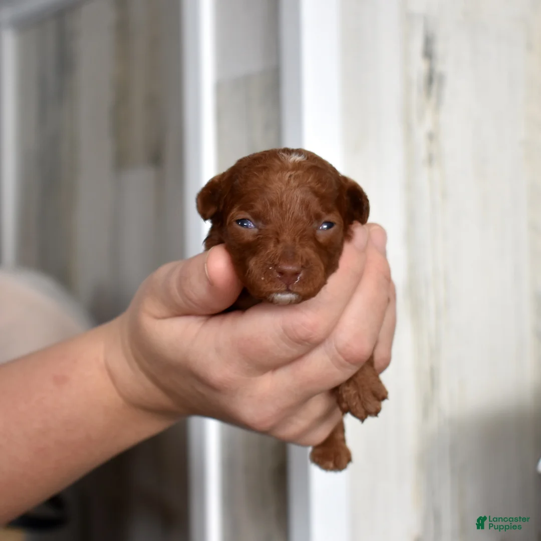 Toy Poodle dogs for sale: Cedar  - Ad 7