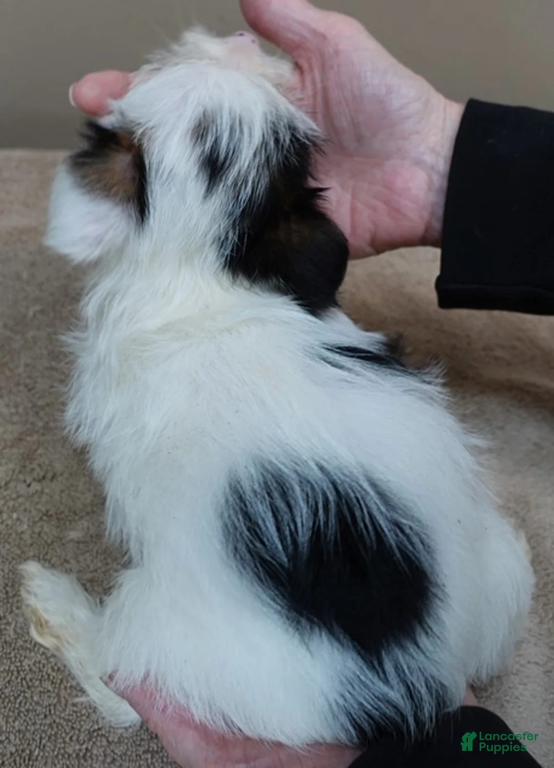 Yorkshire Terrier dogs for sale: Kiko girl - Ad 11