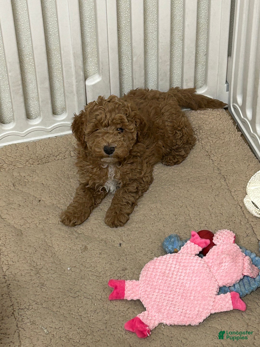 Mini Goldendoodle dogs for sale: Petite Mini Goldendoodle Caramel Spice - Ad 3