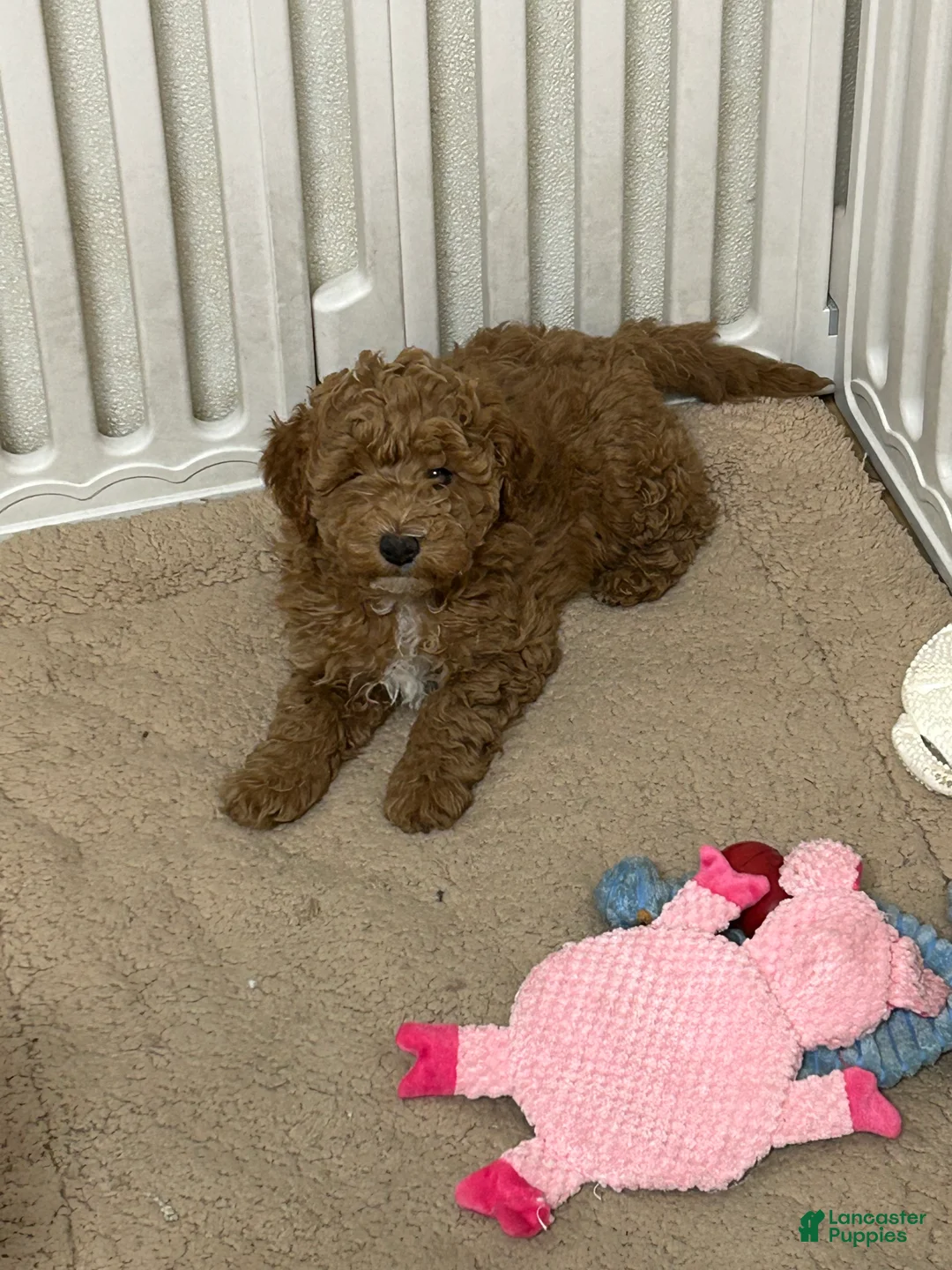 Mini Goldendoodle dogs for sale: Petite Mini Goldendoodle Caramel Spice - Ad 3