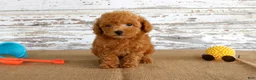 Toy Poodle dogs for sale: Bouncer - Ad 1