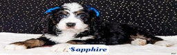 Bernedoodle dogs for sale: Sapphire - Ad 2