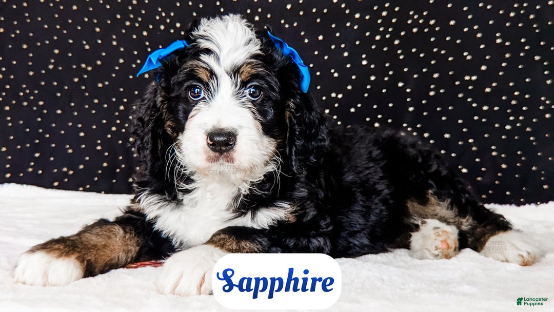 Bernedoodle dogs for sale: Sapphire - Ad 2