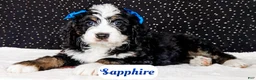 Bernedoodle dogs for sale: Sapphire - Ad 2