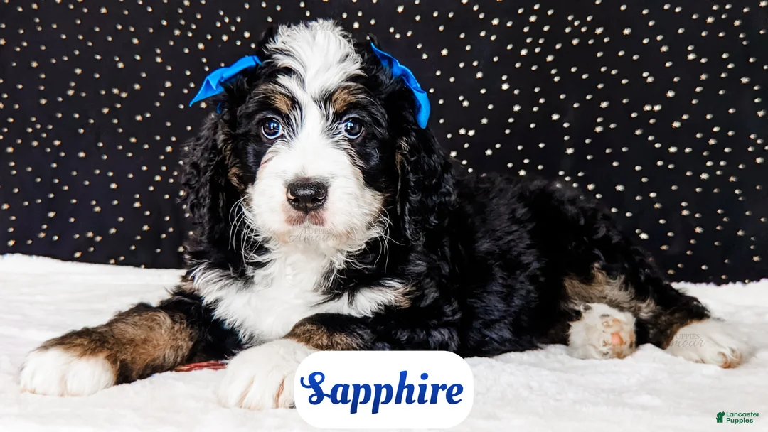 Bernedoodle dogs for sale: Sapphire - Ad 2