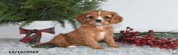 Cavalier King Charles Spaniel dogs for sale: Holly - Ad 4