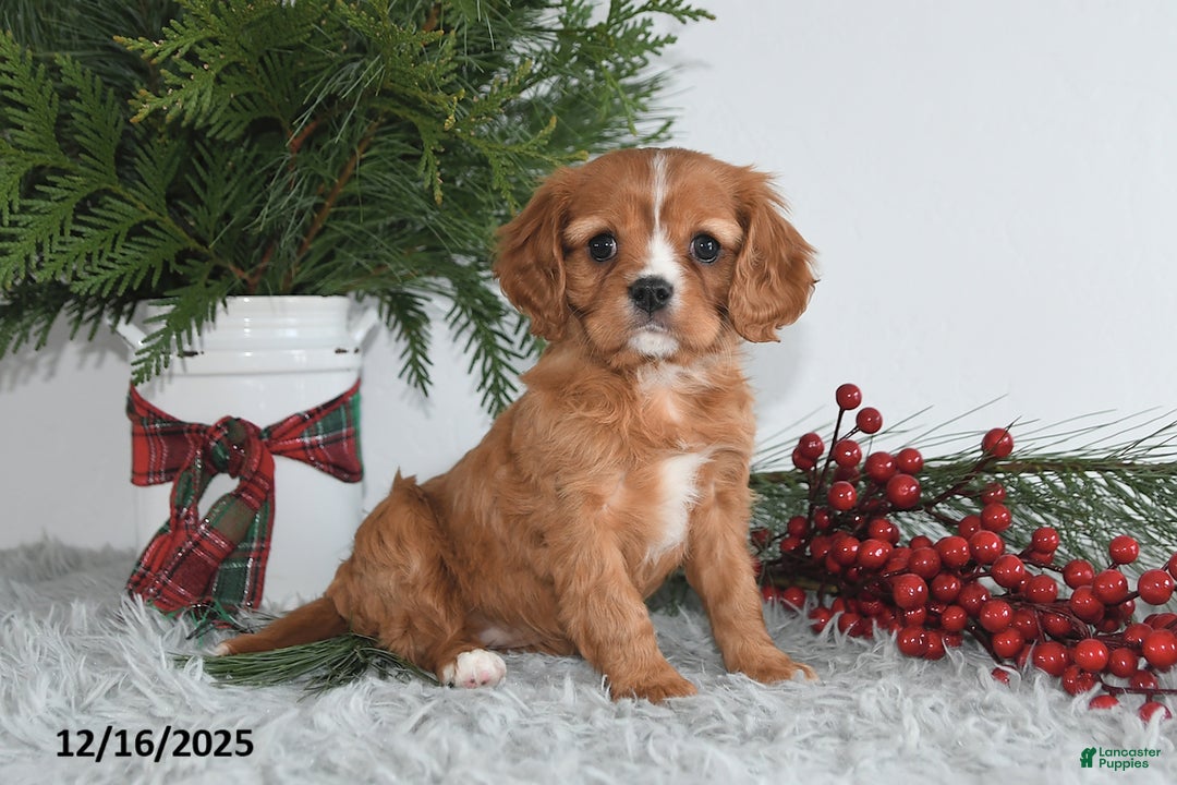 Cavalier King Charles Spaniel dogs for sale: Holly - Ad 4