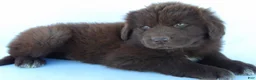 Newfoundland dogs for sale: Luna - Ad 6