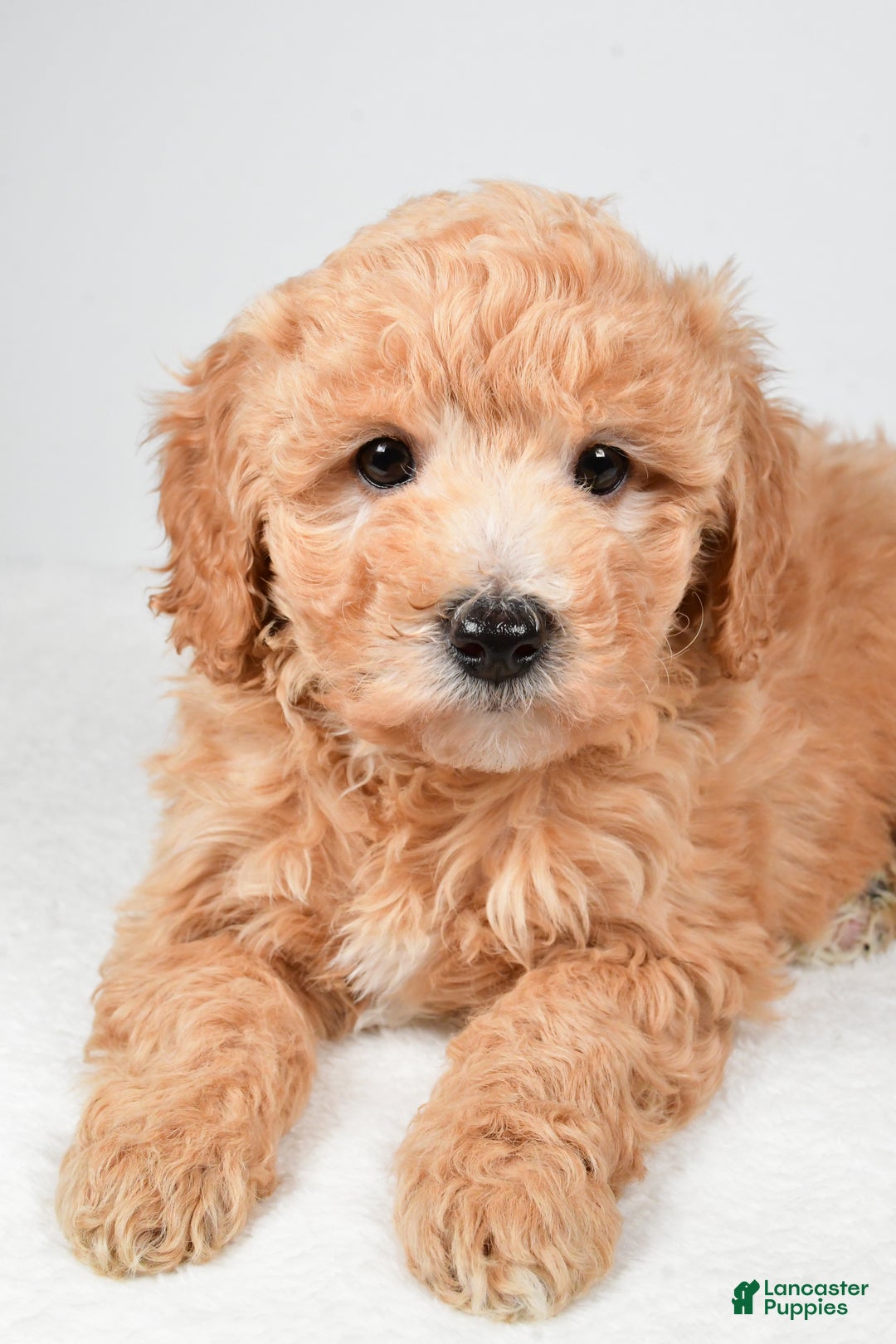 Mini Goldendoodle dogs for sale: Holly - Ad 6