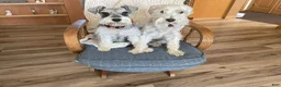 Miniature Schnauzer dogs for sale: Pumba - Ad 6