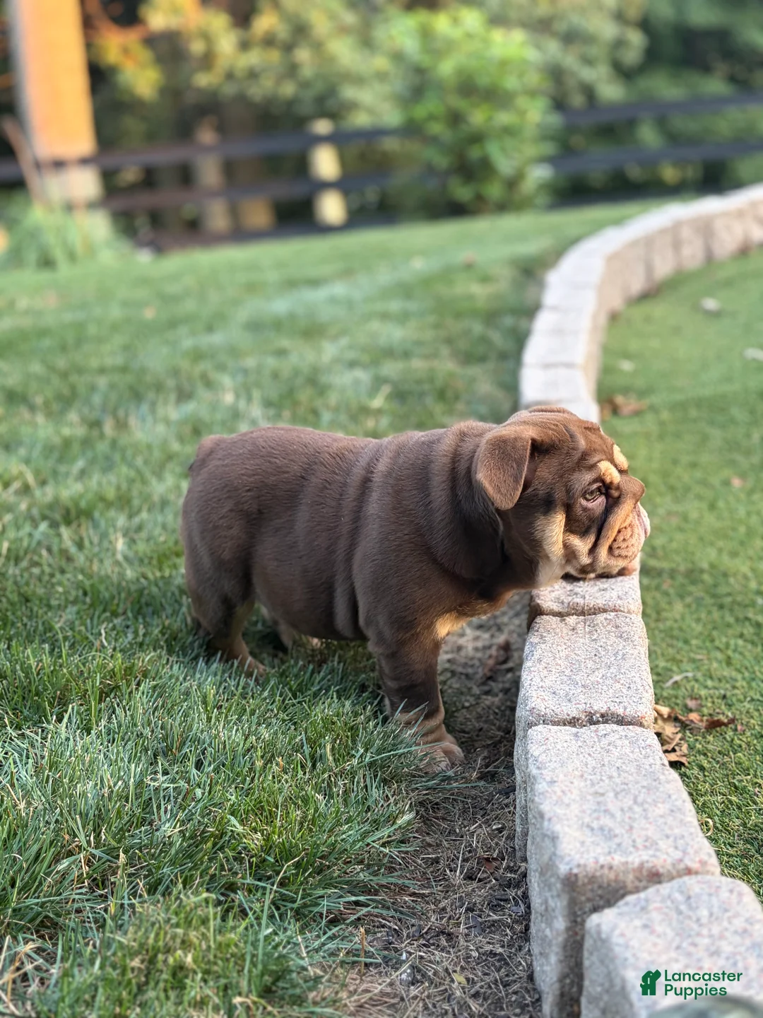 English Bulldog dogs for sale: Junie  - Ad 3