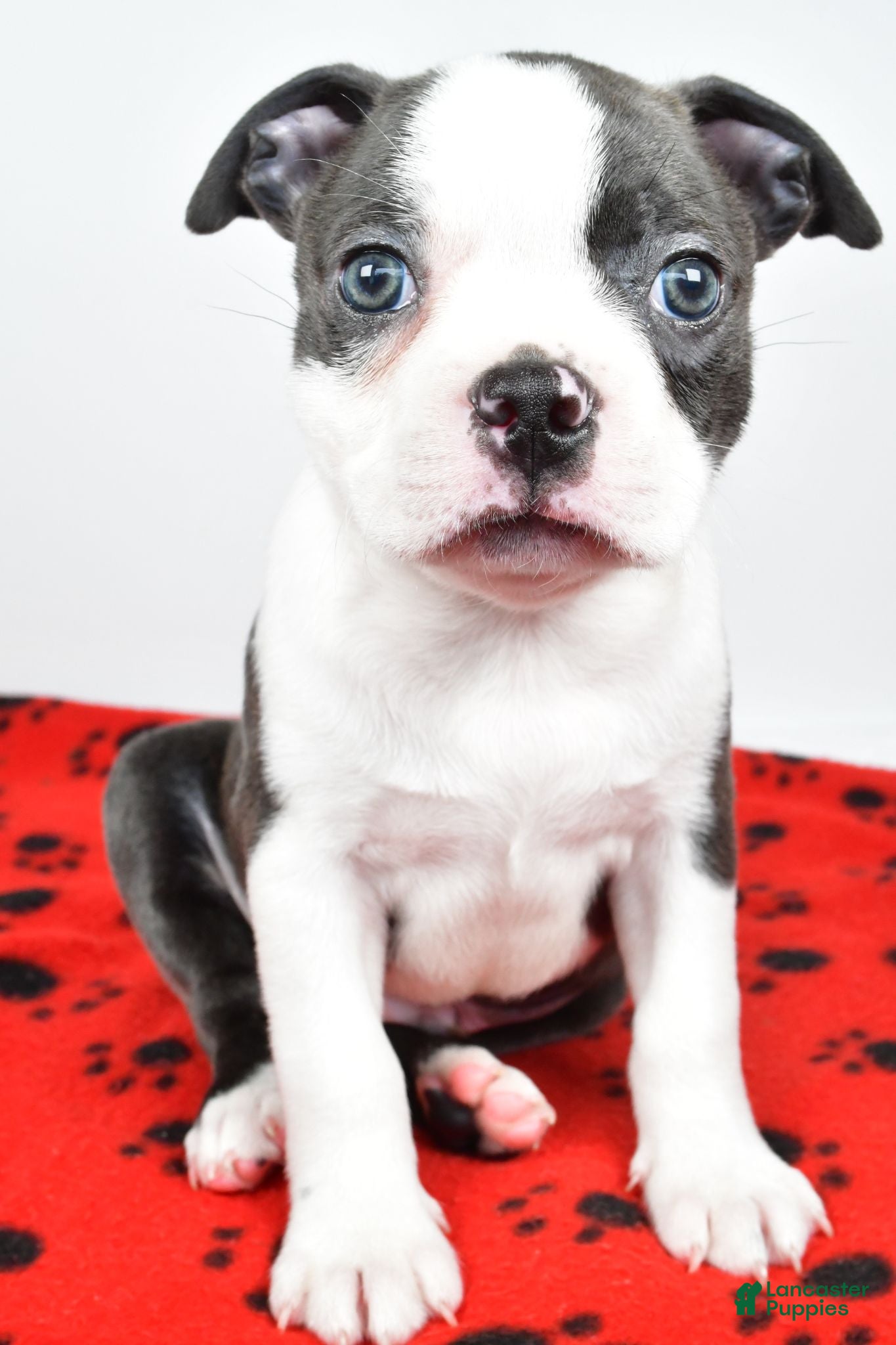 Boston Terrier dogs Tanner - Ad 1