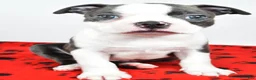 Boston Terrier dogs for sale: Tanner - Ad 1