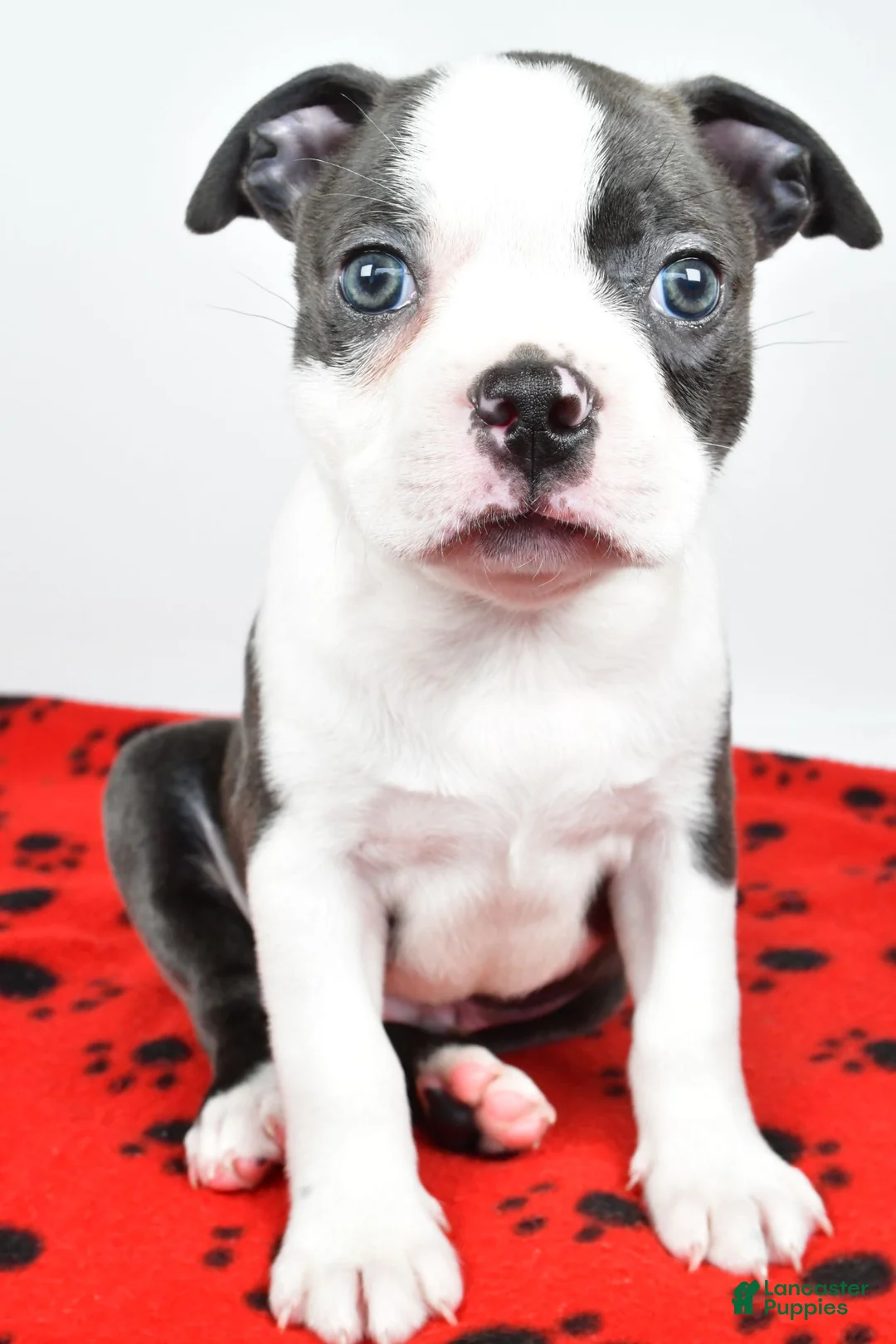 Boston Terrier dogs for sale: Tanner - Ad 1