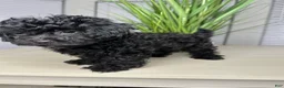 Shihpoo dogs for sale: Shihpoo 1 - Ad 6