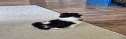Shih Tzu dogs for sale: Daisy  - Ad 7