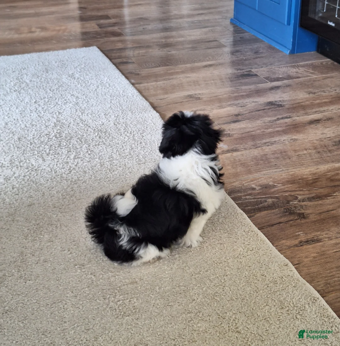 Shih Tzu dogs for sale: Daisy  - Ad 7