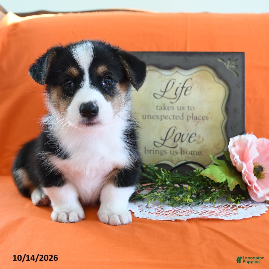 Welsh Corgi Pembroke dogs Elroy - Ad 1