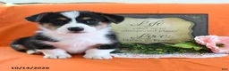 Welsh Corgi Pembroke dogs for sale: Elroy - Ad 1