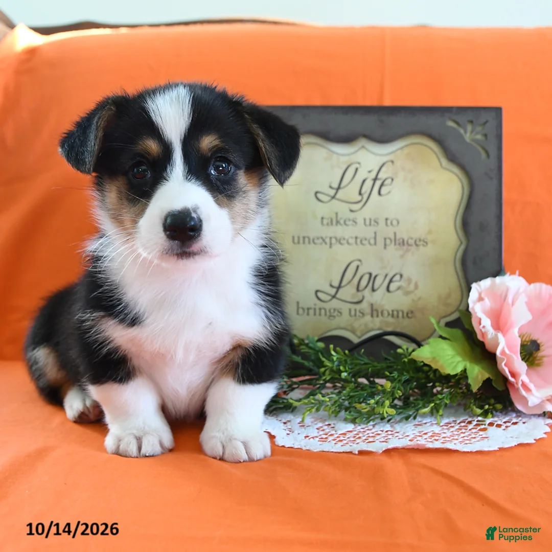 Welsh Corgi Pembroke dogs for sale: Elroy - Ad 1