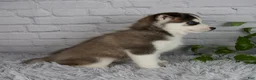 Pomsky dogs for sale: Trevor - Ad 4