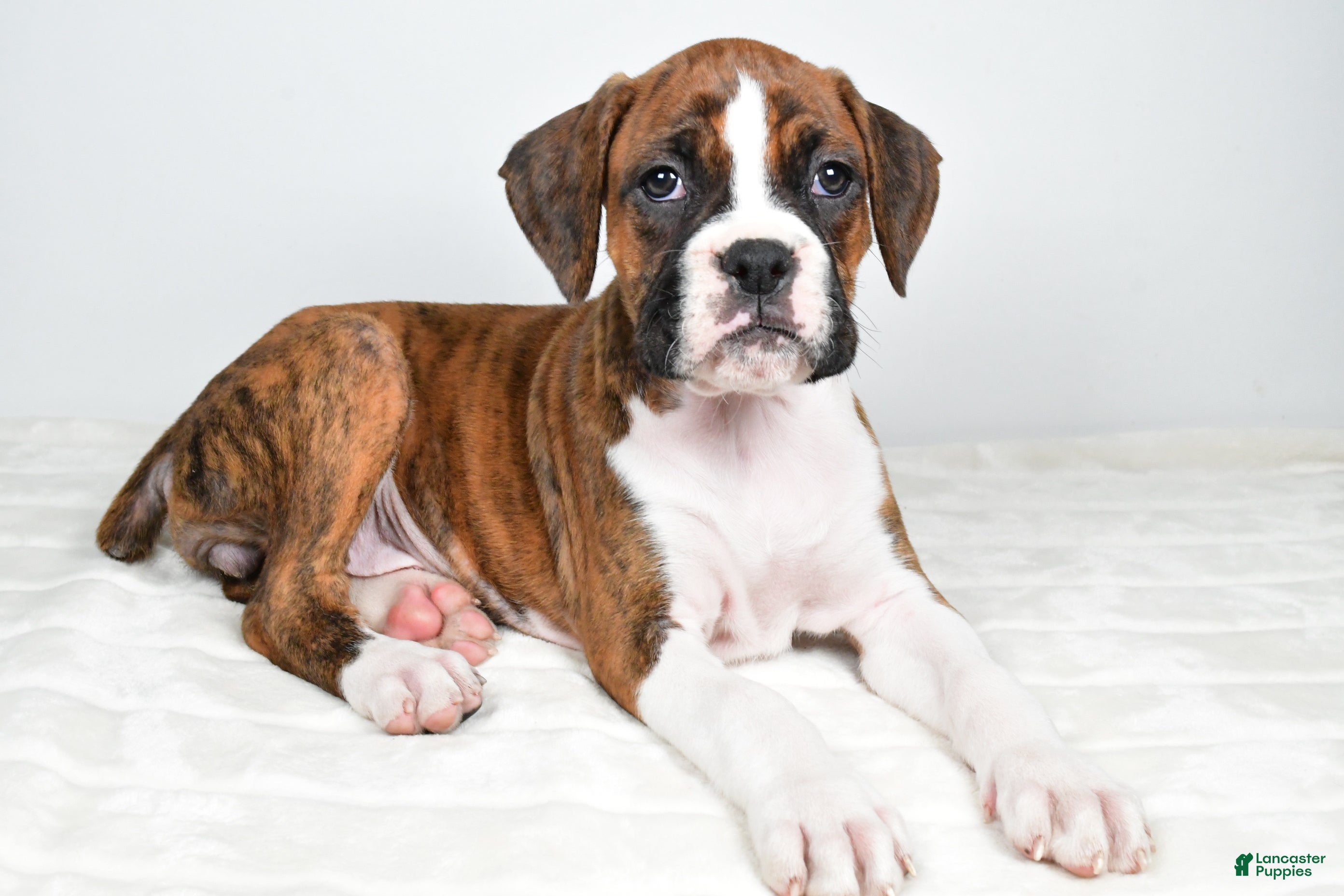 Boxer dogs Dinah - Ad 1