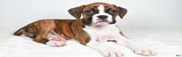 Boxer dogs for sale: Dinah - Ad 1