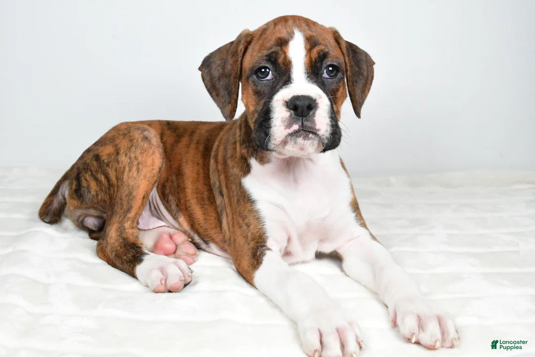 Boxer dogs for sale: Dinah - Ad 1