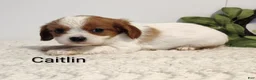 Cavalier King Charles Spaniel dogs for sale: Cathy  - Ad 3
